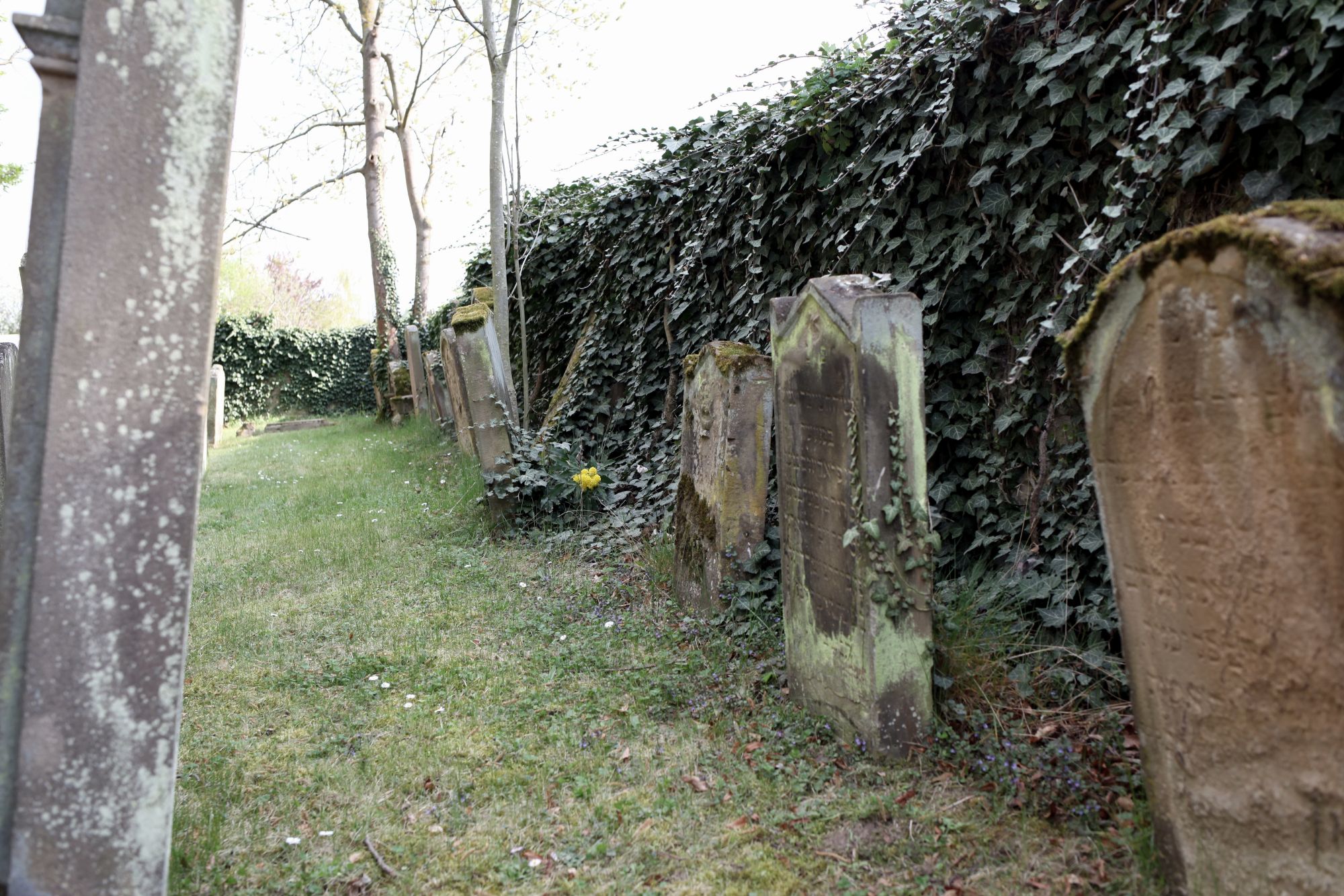 Der jüdische Friedhof in SteinBockenheim (VG Wöllstein, Landkreis